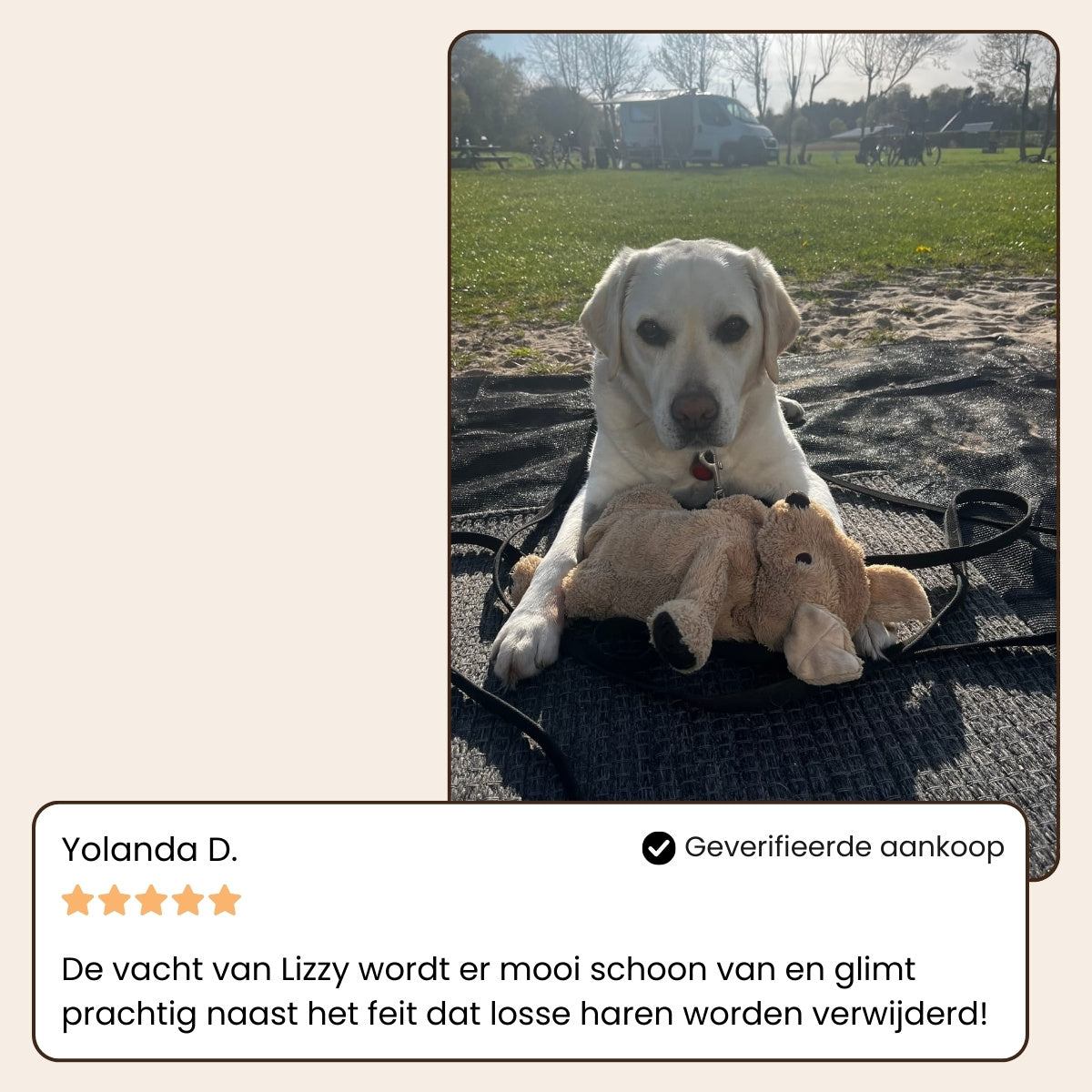 Steam Buddy Pro® | Professionele Vachtverzorgings Borstel voor alle Honden & Katten