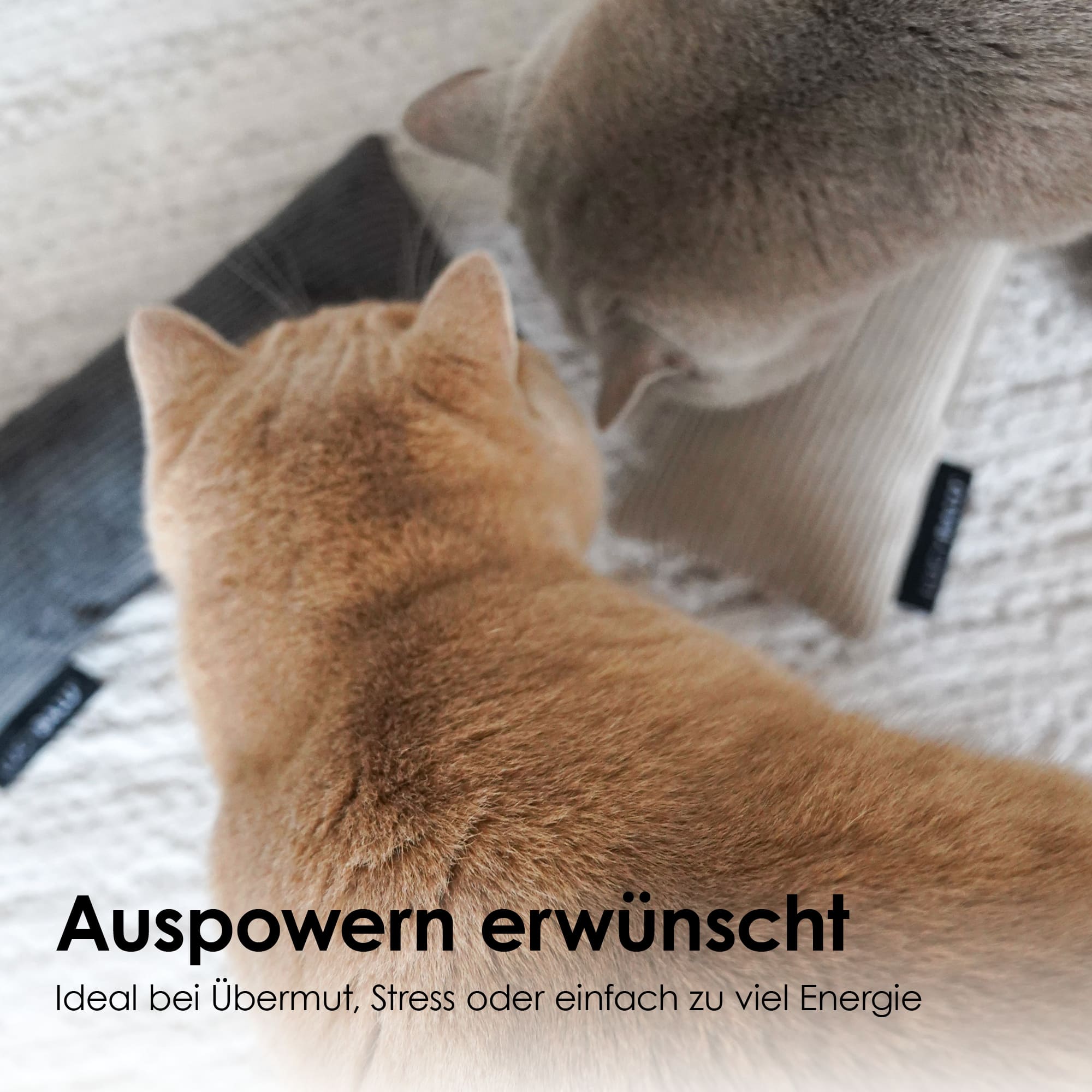 KICK BUNNY Katzenkissen mit Catnip