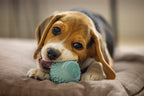 Puppybal rubber dental blauw 5cm