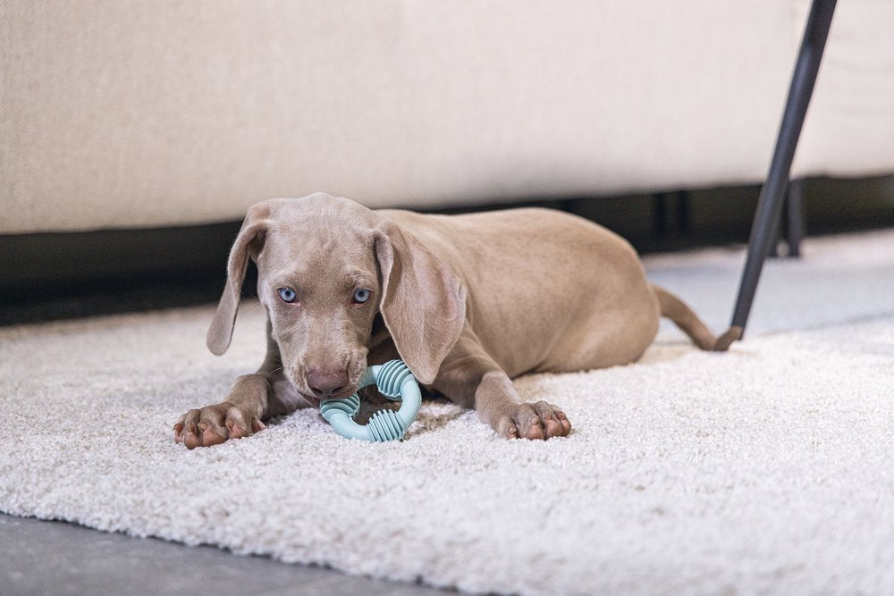 Puppyspeelgoed rubber dental groen 8cm