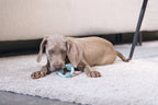 Puppyspeelgoed rubber dental groen 8cm